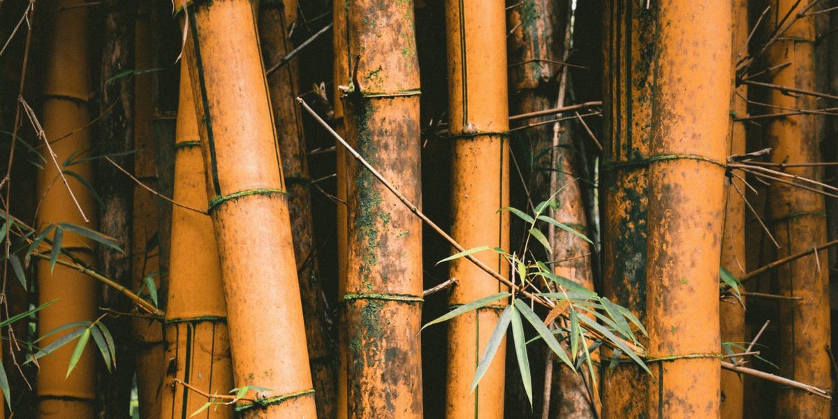 Bamboo the sustainable powerhouse Eco Rituals