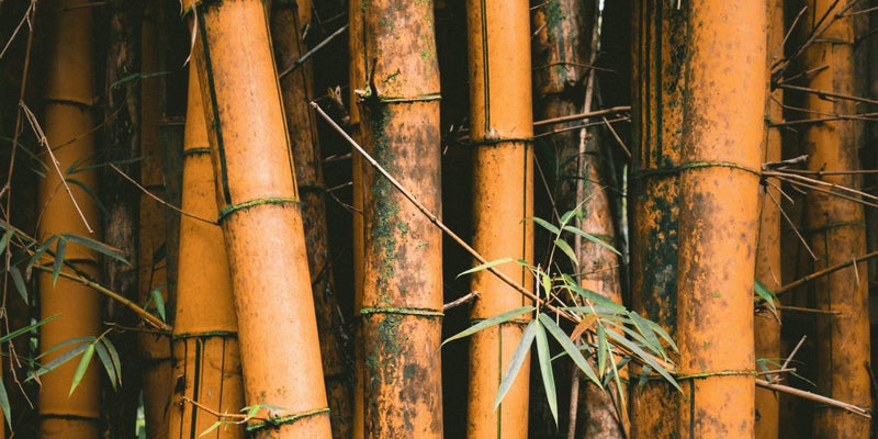 Bamboo the sustainable powerhouse